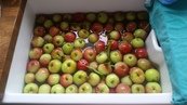 20150825_181641 Apples from broken tree.jpg